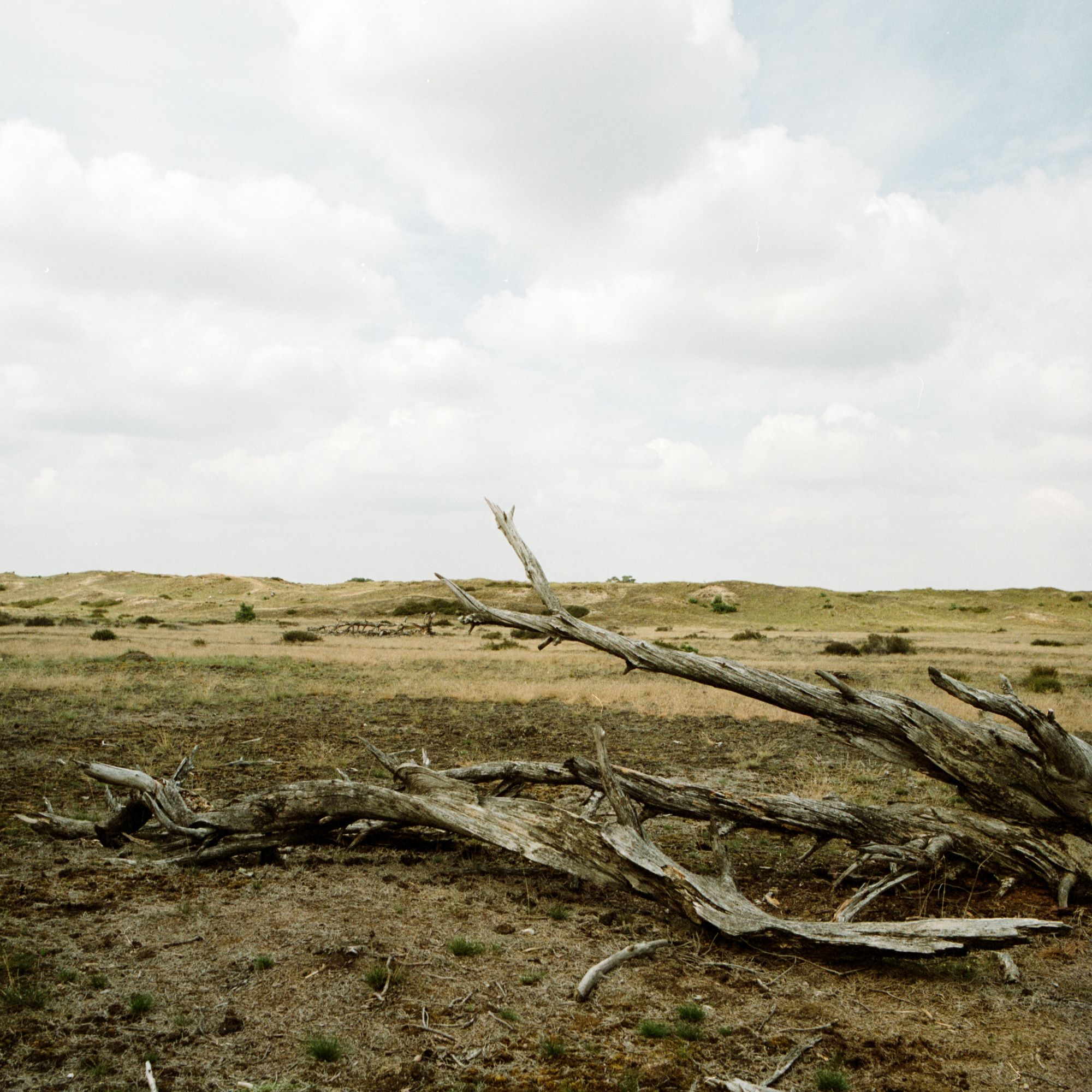 Amber Driftwood